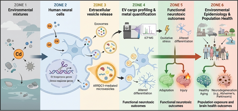 A graphic depicting 7 zones of environmental neurotoxicity
